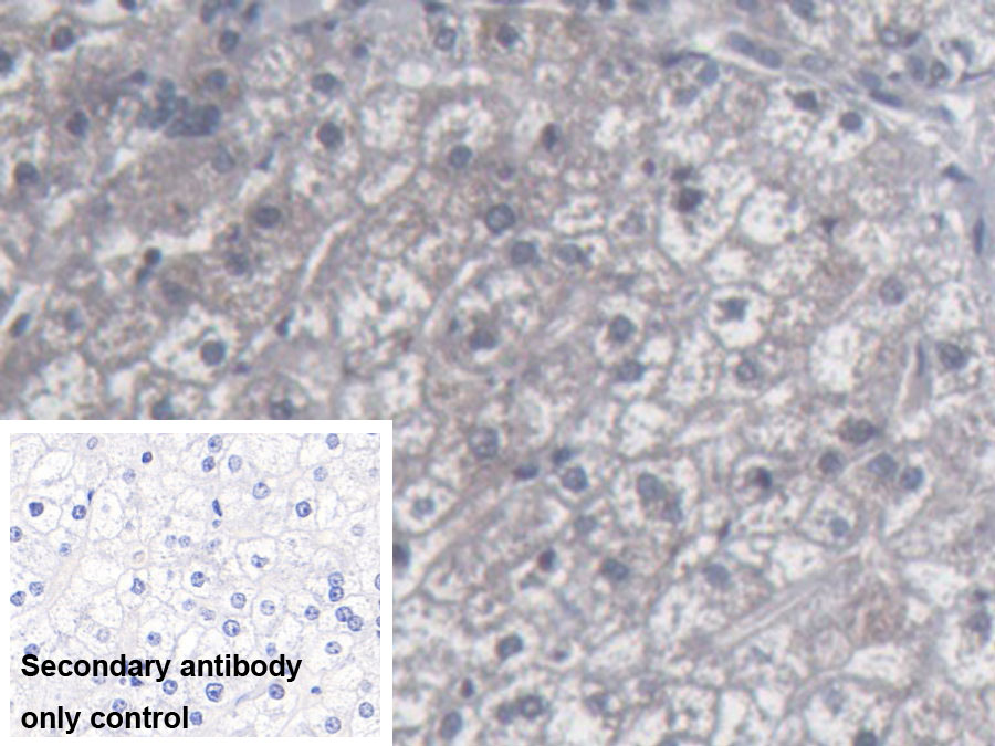 Monoclonal Antibody to Urocortin 2 (UCN2)