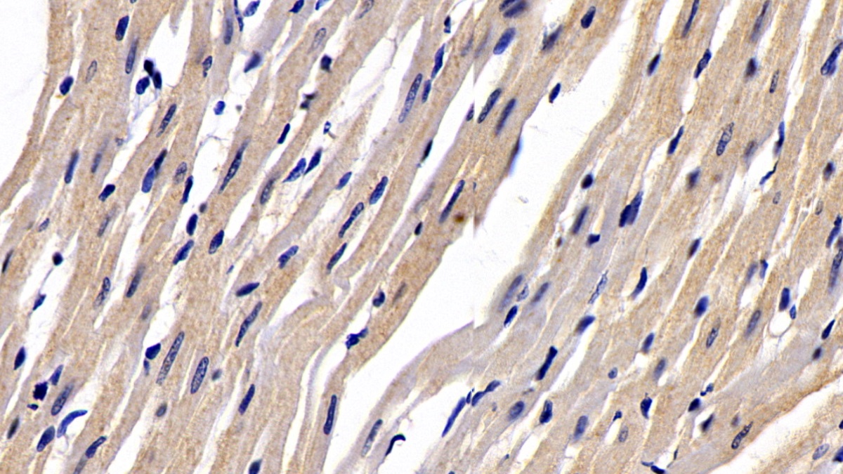 Monoclonal Antibody to Secreted Frizzled Related Protein 1 (SFRP1)