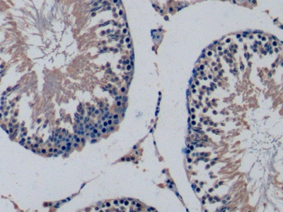Monoclonal Antibody to Fibroblast Growth Factor 15 (FGF15)