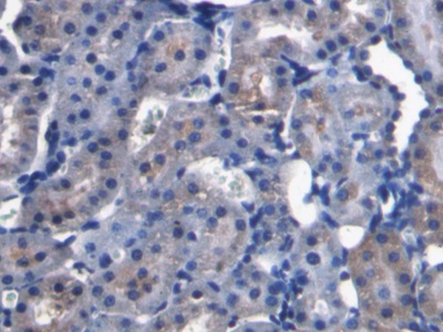 Monoclonal Antibody to Fibroblast Growth Factor 15 (FGF15)