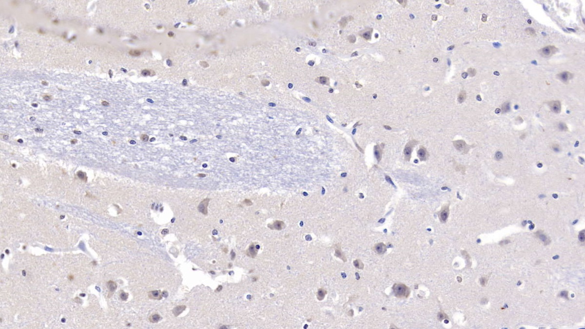 Polyclonal Antibody to Neurotrophin 3 (NT3)