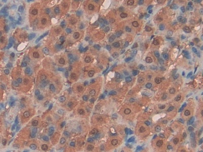 Polyclonal Antibody to Stem Cell Factor (SCF)