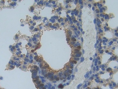 Polyclonal Antibody to Myosin IA (MYO1A)
