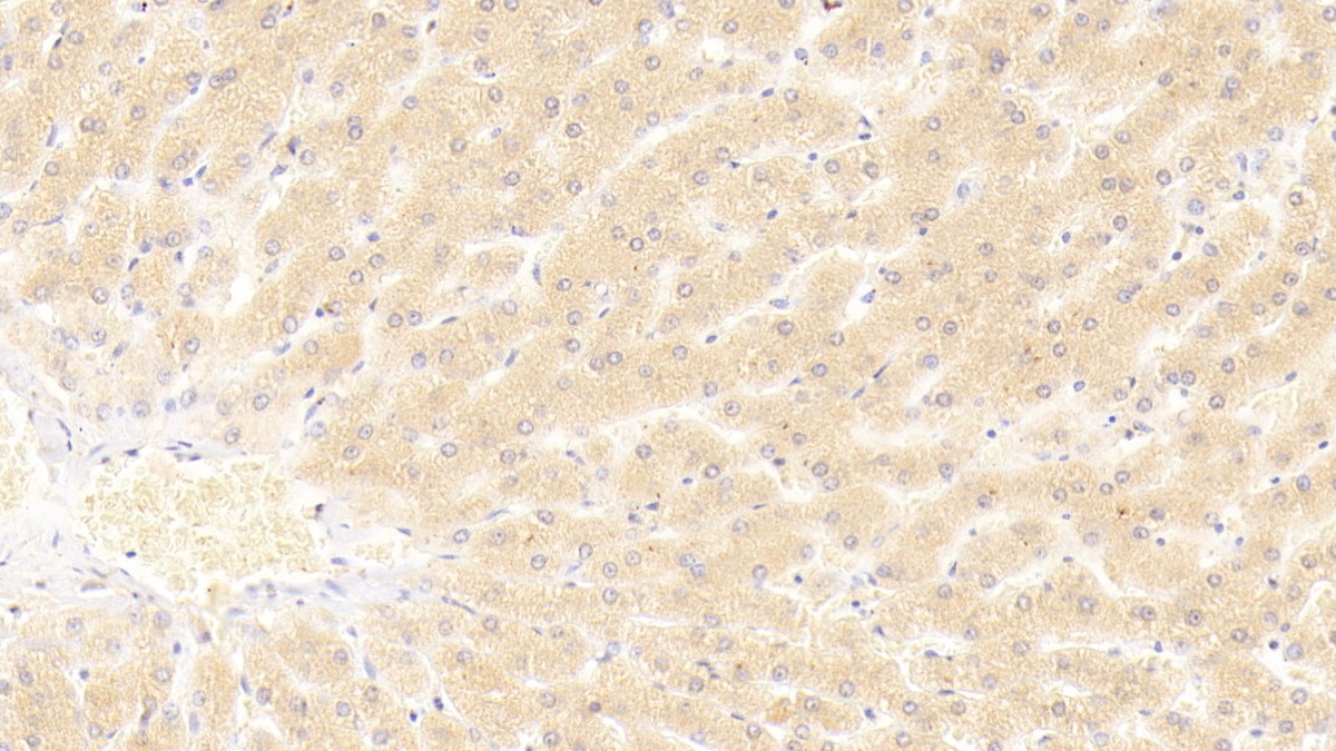 Polyclonal Antibody to Hepatocyte Nuclear Factor 4 Alpha (HNF4a)