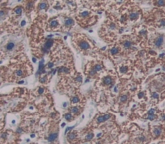 Polyclonal Antibody to Leukocyte Associated Immunoglobulin Like Receptor 1 (LAIR1)