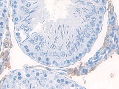 Polyclonal Antibody to Mucosae Associated Epithelia Chemokine (MEC)