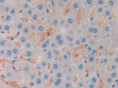 Polyclonal Antibody to Myostatin (MSTN)