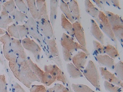 Polyclonal Antibody to Macrophage Inflammatory Protein 1 Gamma (MIP1g)