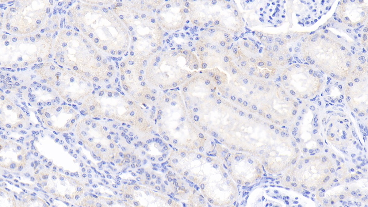 Polyclonal Antibody to Caspase 6 (CASP6)