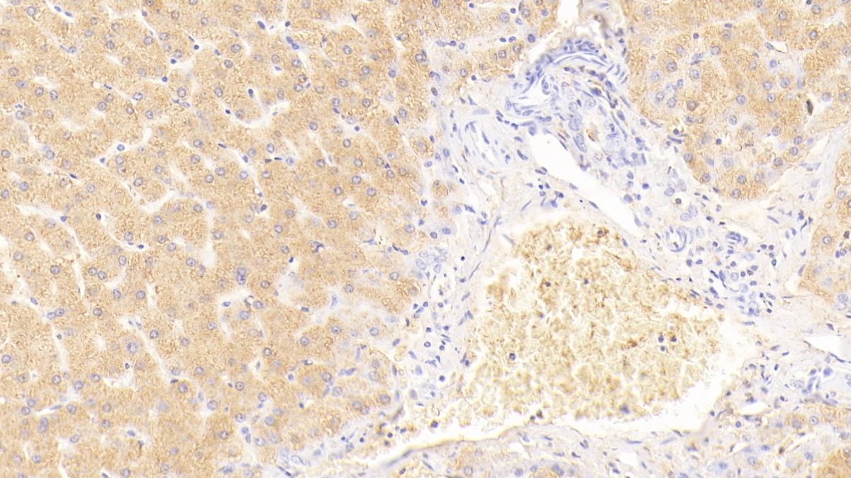Polyclonal Antibody to Glia Derived Nexin (GDN)