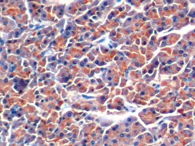 Polyclonal Antibody to Colipase, Pancreatic (CLPS)