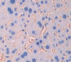 Polyclonal Antibody to Claudin 3 (CLDN3)