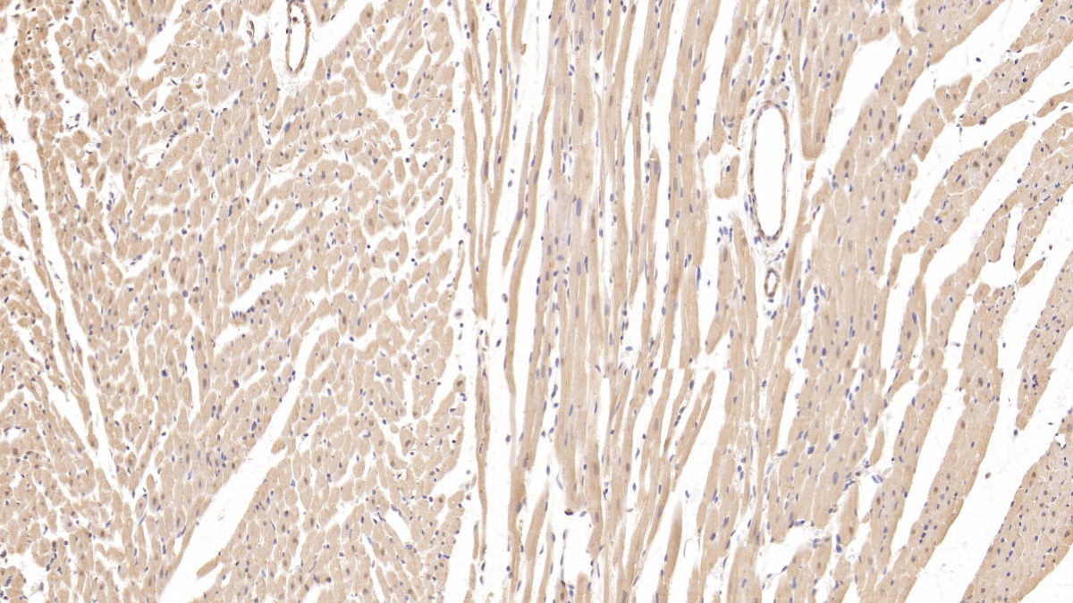 Polyclonal Antibody to Chloride Intracellular Channel Protein 4 (CLIC4)