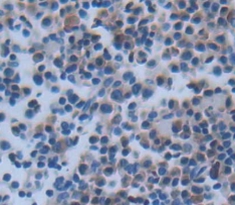 Polyclonal Antibody to Chymase 1, Mast Cell (CMA1)