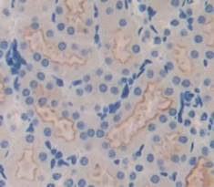 Polyclonal Antibody to Vasorin (VASN)