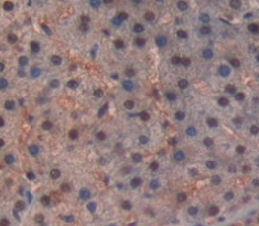 Polyclonal Antibody to Histone Cluster 1, H4a (HIST1H4A)