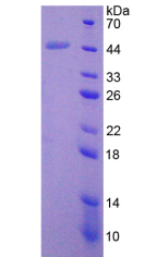 Active Bone Morphogenetic Protein 2 (BMP2)