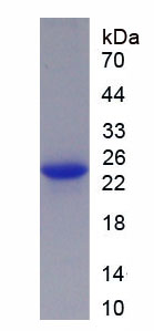 Active Fibroblast Growth Factor 7 (FGF7)