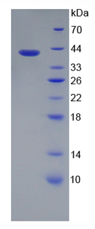 Active Motility Related Protein (MRP1)