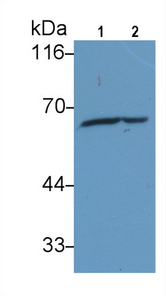 Anti-Heat Shock Protein 60 (Hsp60) Monoclonal Antibody
