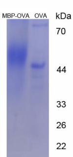 OVA Conjugated Myelin Basic Protein (MBP)