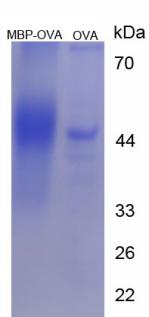 OVA Conjugated Myelin Basic Protein (MBP)
