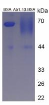 BSA Conjugated Amyloid Beta Peptide 1-40 (Ab1-40)