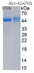 OVA Conjugated Amyloid Beta Peptide 1-42 (Ab1-42)