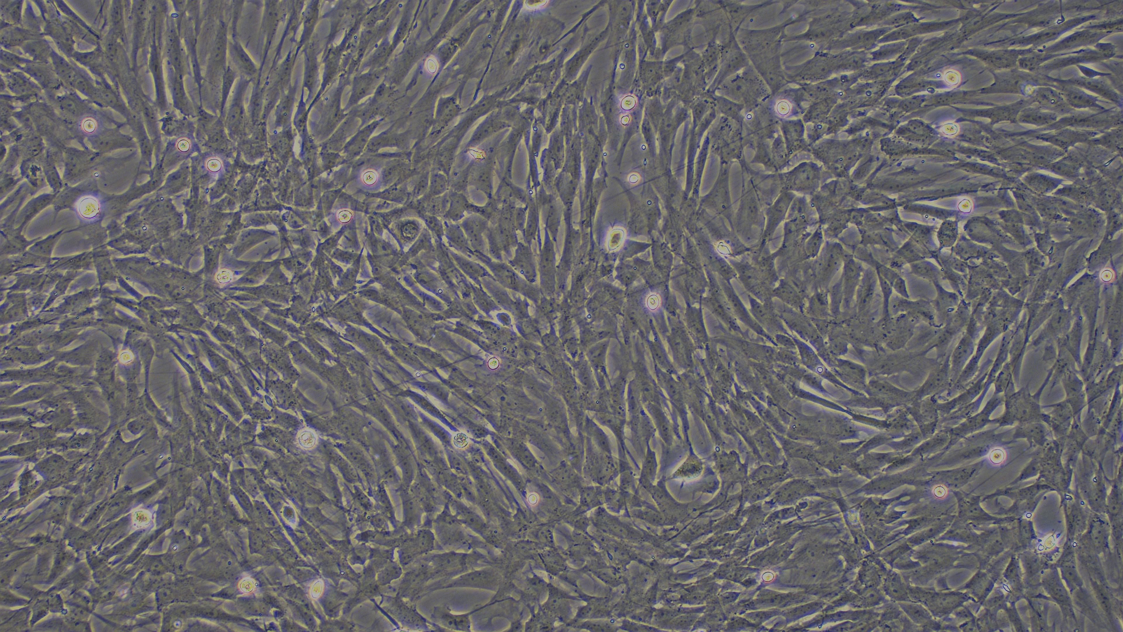 Primary Canine Corneal Epithelial Cells (CEC)