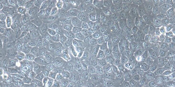Primary Canine Bronchial Epithelial Cells (BEpiC)