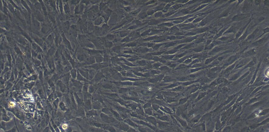 Primary Rat Thymic Fibroblasts (TF)