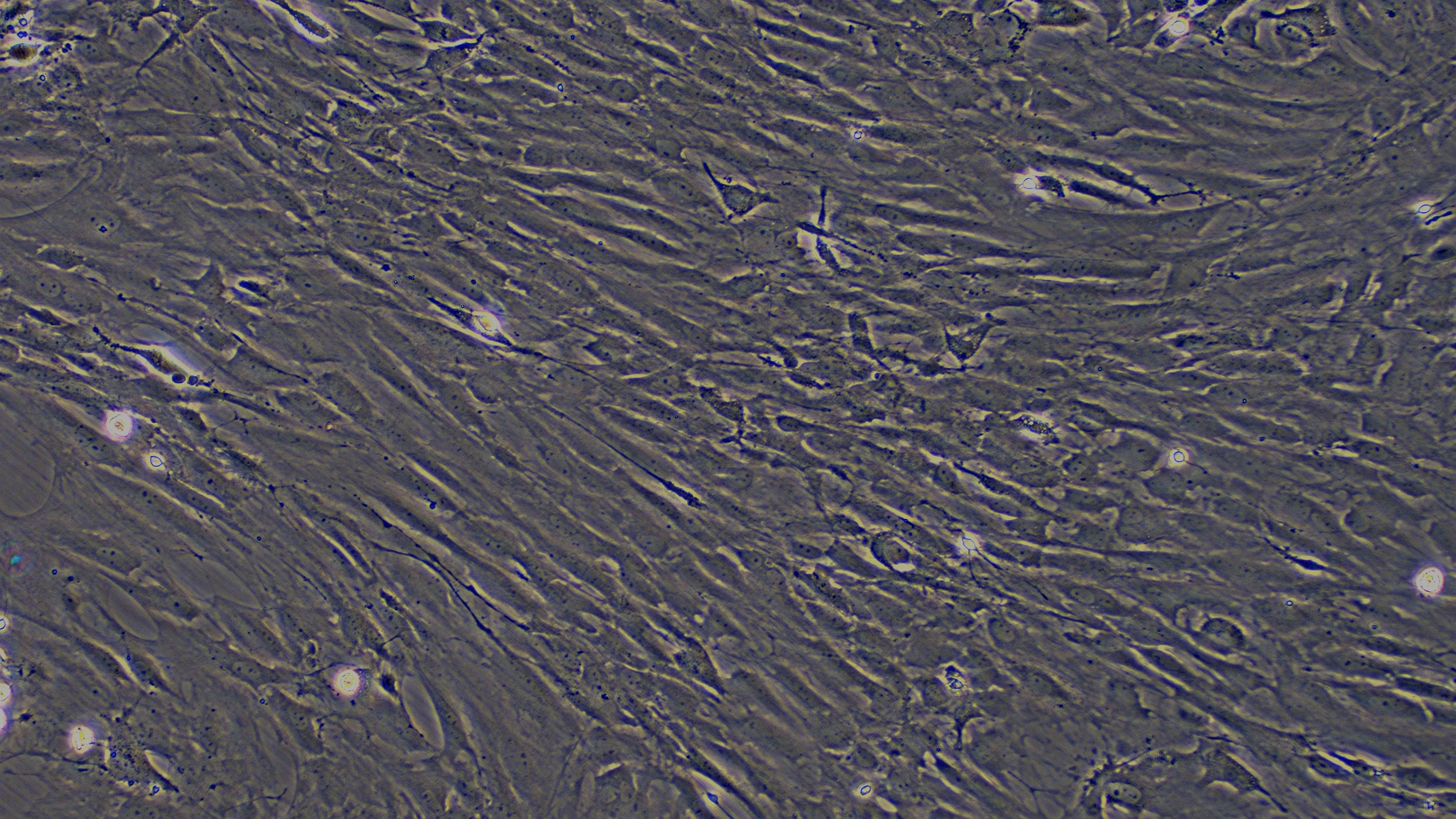 Primary Rat Meningeal Cells (MC)