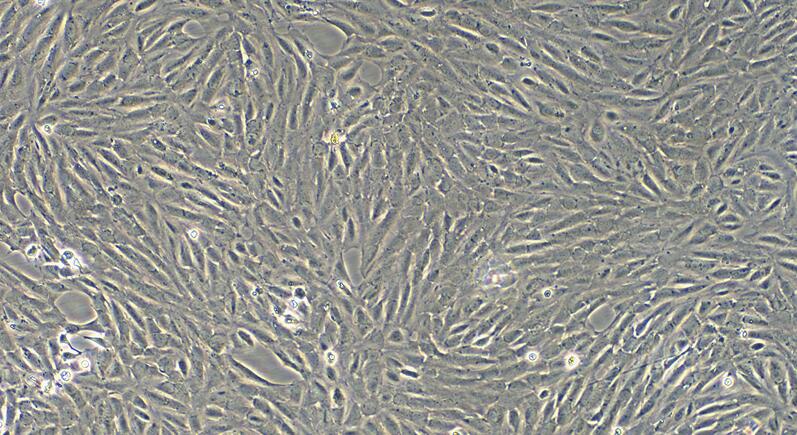 Primary Canine Renal  Tubular Epithelial Cells (RTEC)
