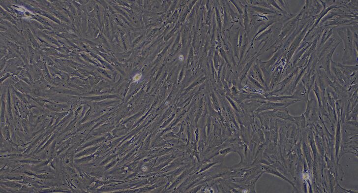 Primary Rat Bladder Smooth Muscle Cells (BSMC)