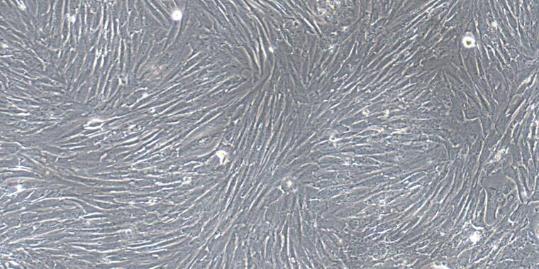 Primary Canine Tracheal Smooth Muscle Cells (TSMC)