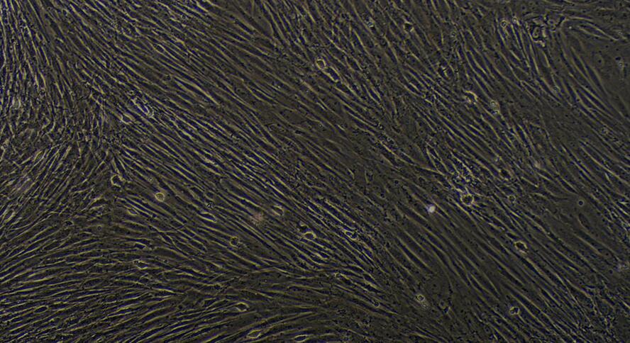 Primary Rabbit Tracheal Smooth Muscle Cells (TSMC)