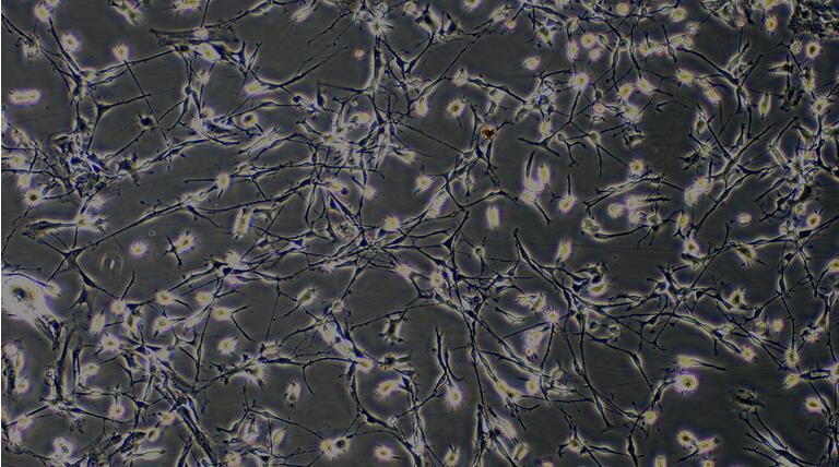 Primary Rat Midbrain Neuron Cells (MNC)