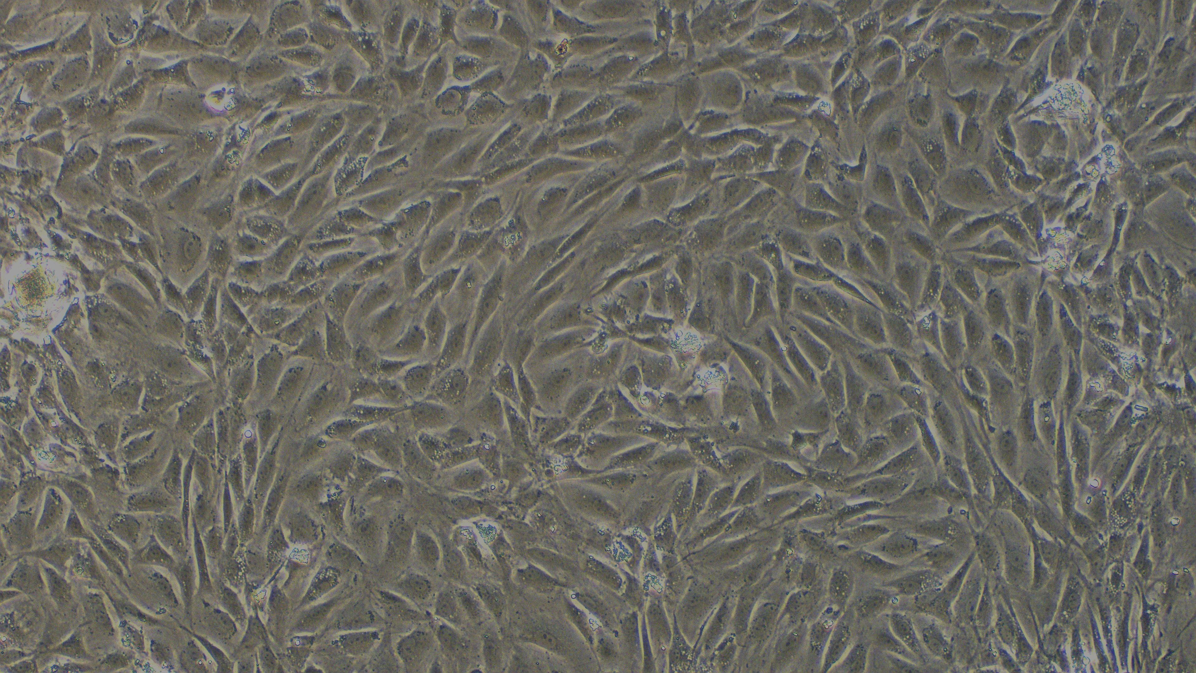 Primary Rat Esophageal Smooth Muscle Cells (ESMC)