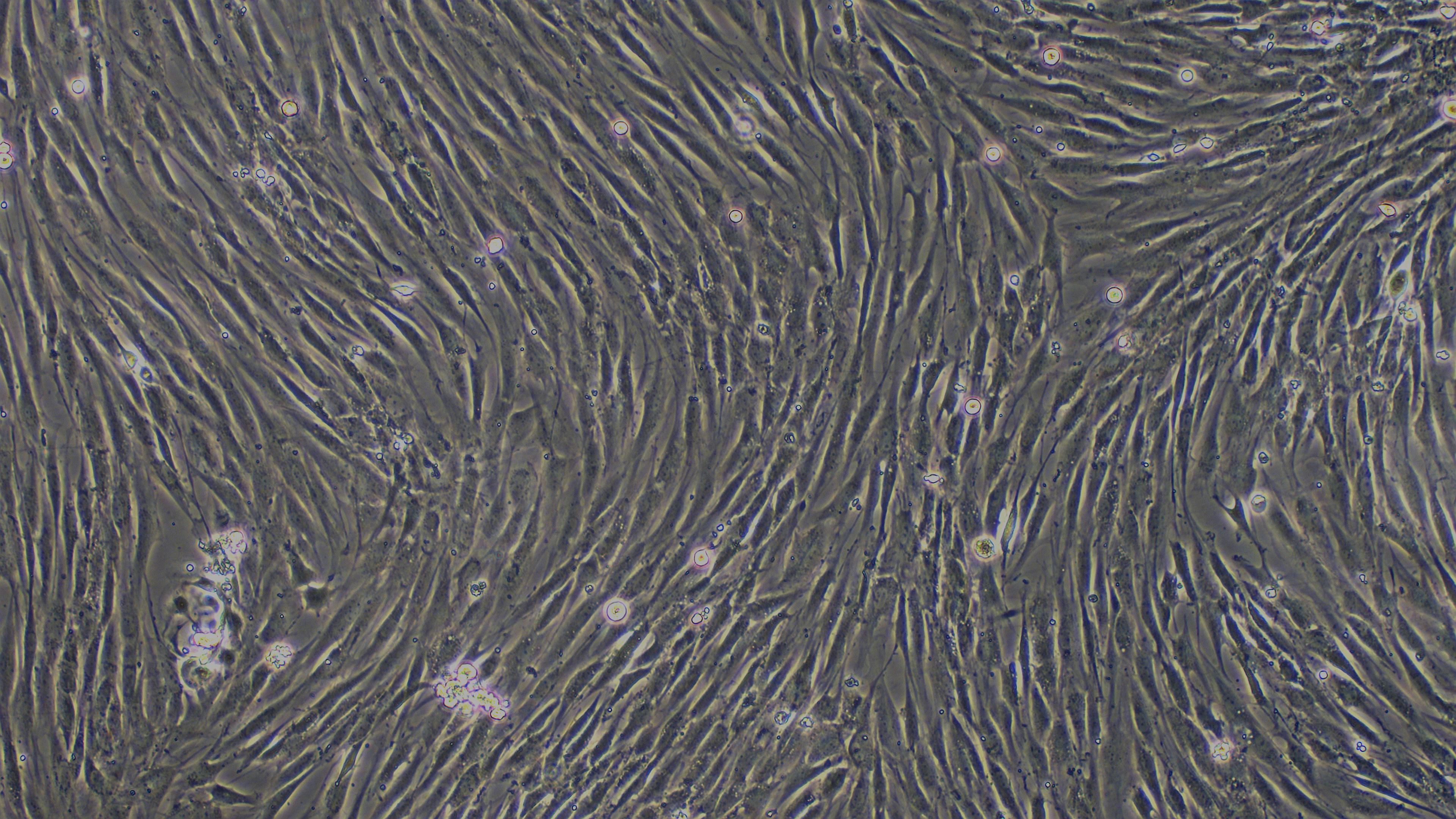 Primary Canine Synovial Cells (SYC)