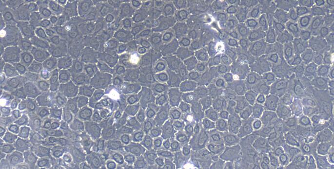 Primary Caprine Thymic Epithelial Cells (TEC)