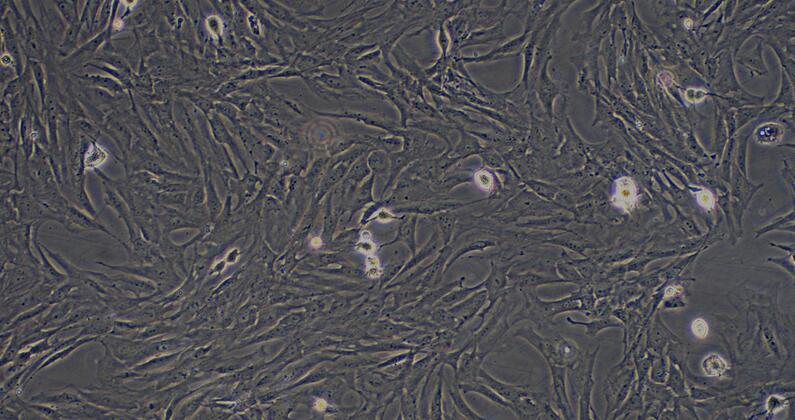 Primary Rat Embryonic Fibroblasts (EF)