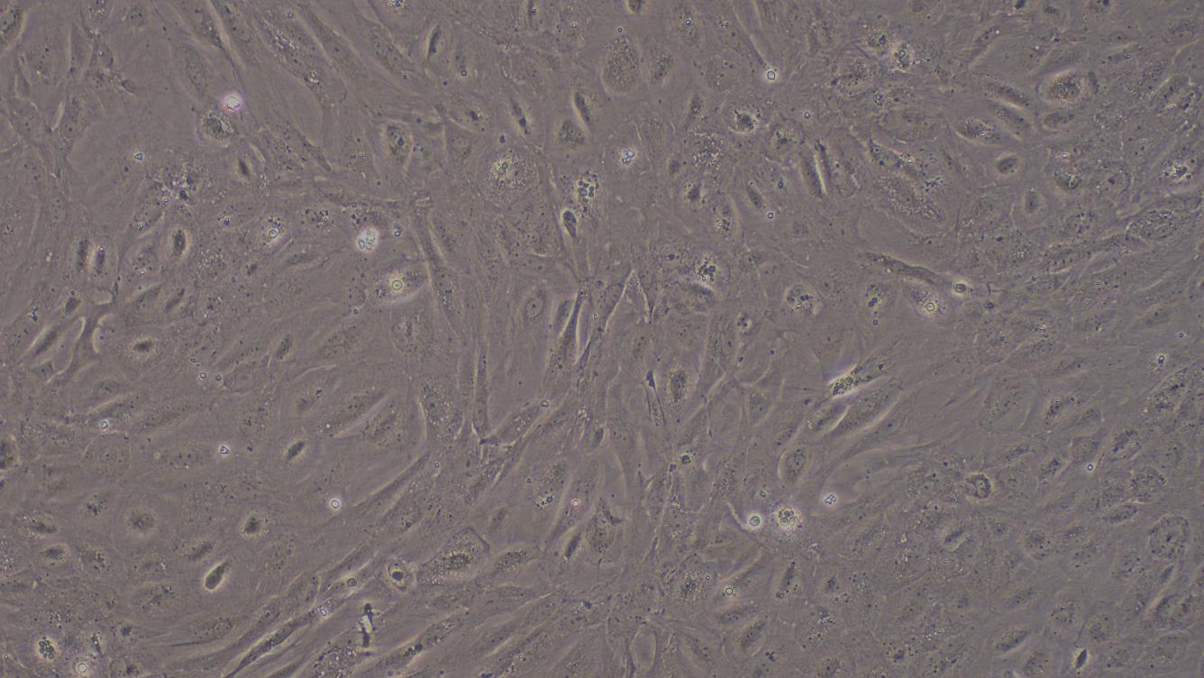 Primary Rat Spermatogonium Cells (SPC)