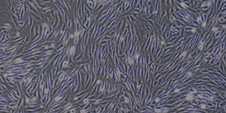 Primary Rabbit Tendon Cells (TC)