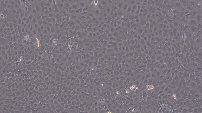 Primary Rat Tendon Stem Cells ( TDSC)