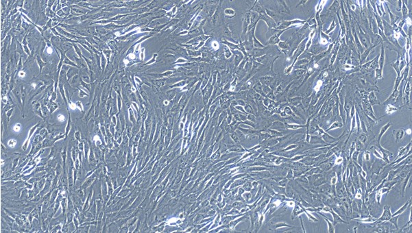 Primary Feline Nasal Mucosa Fibroblasts (NMF)