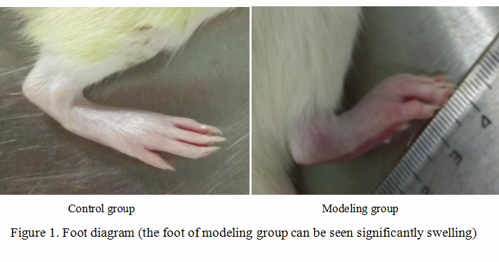 Rat Model for Rheumatoid Arthritis (RA)