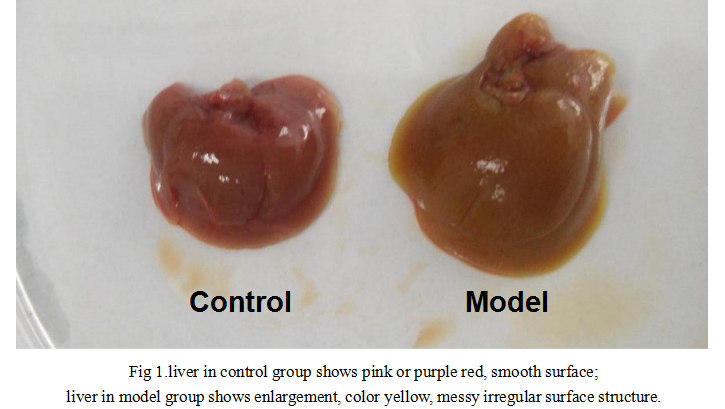 Mouse Model for Intrahepatic Cholestasis (IC)
