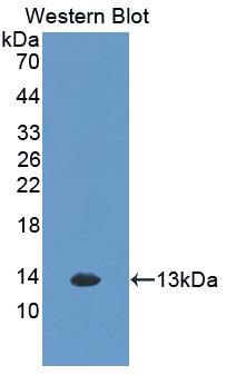 Monoclonal Antibody to Chemokine (C-X-C Motif) Ligand 1 (CXCL1)