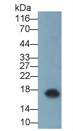 Monoclonal Antibody to Interleukin 2 (IL2)