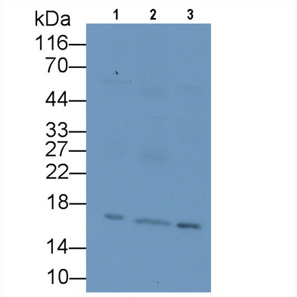 Monoclonal Antibody to Interleukin 9 (IL9)